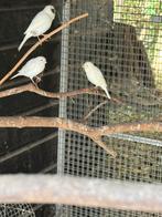 Zang kanaries, Dieren en Toebehoren, Meerdere dieren, Kleurkanarie