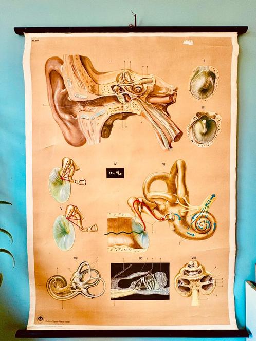 DDR schoolplaat over de onderdelen van het oor, Antiek en Kunst, Antiek | Schoolplaten, Natuur en Biologie, Ophalen of Verzenden