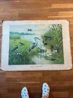 Schoolplaat Water en Weidevogels, Antiek en Kunst, Ophalen, Natuur en Biologie