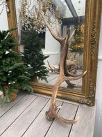 Grote zware afwerpstang /gewei hert taxidermie, Ophalen of Verzenden, Zo goed als nieuw, Hert, Gewei of Kop