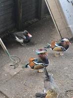 7 siereenden te koop, Dieren en Toebehoren, Pluimvee, Meerdere dieren, Eend