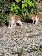 3 lieve katers, Dieren en Toebehoren, Katten en Kittens | Overige Katten, Kater, 0 tot 2 jaar