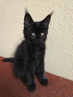 Unieke XL Maine coon kittens met stamboom, Dieren en Toebehoren, Katten en Kittens | Raskatten | Korthaar, Meerdere dieren, Ontwormd