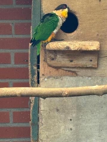 Zwartkop caique beschikbaar voor biedingen