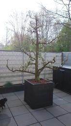 De laatste Nostalgische oude perenbomen  Conference 25 jaar!, Overige soorten, 250 tot 400 cm, Ophalen