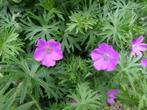 Bloedooievaarsbek, rode/roze bloemen met groen blad., Overige soorten, Volle zon, Vaste plant, Ophalen of Verzenden
