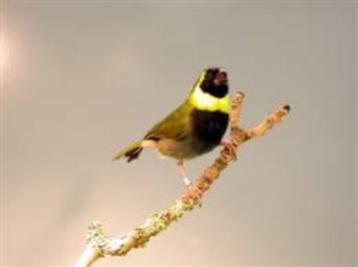 Prachtige kleine Cubavinken beschikbaar voor biedingen