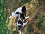FRIESE STABIJ pups, Dieren en Toebehoren, Honden | Retrievers, Spaniëls en Waterhonden, 8 tot 15 weken, Meerdere, Nederland, Particulier