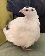 Jumbo kwartel, Geslacht onbekend, Tropenvogel, Tam