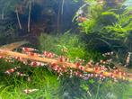 Prachtige Crystal Red Garnalen, Dieren en Toebehoren, Kreeft, Krab of Garnaal