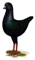 Diverse duiven soorten, Dieren en Toebehoren, Vogels | Duiven, Meerdere dieren, Overige soorten