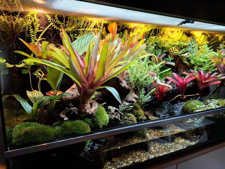 Paludarium, Dieren en Toebehoren, Reptielen en Amfibieën | Toebehoren, Gebruikt, Terrarium of Paludarium, Ophalen