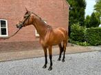 Super leuke 4 jarige merrie van Merlot VDL, Dieren en Toebehoren, Merrie, Dressuurpaard, 3 tot 6 jaar