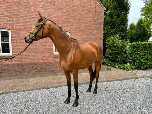 Super leuke 4 jarige merrie van Merlot VDL, Dieren en Toebehoren, Paarden, Merrie, 3 tot 6 jaar, Dressuurpaard