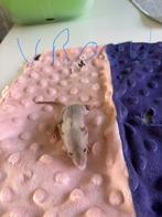 Rittens dumbo siamees kleur, Dieren en Toebehoren, Juli, Meerdere dieren, Rat