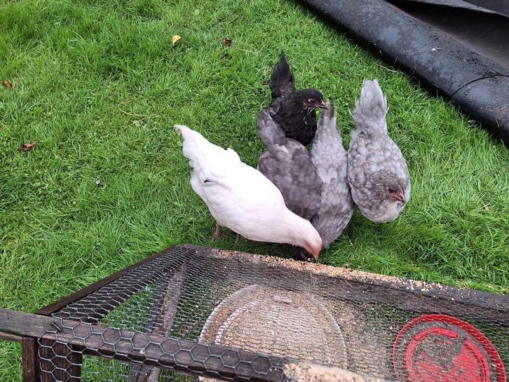 hennen jong van dit jaar, Dieren en Toebehoren, Pluimvee, Kip, Vrouwelijk