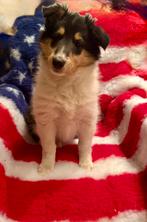 Schotse collie - Amerikaans type, Dieren en Toebehoren, Honden | Herdershonden en Veedrijvers, Parvo, 8 tot 15 weken, Teef, Collie