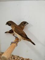 Koppel bruinborst rietvinken, Dieren en Toebehoren, Meerdere dieren