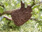 Bijenzwerm / bijenvolk weghalen