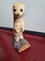 Opgezette Hermelijn - Taxidermie, Verzamelen, Dierenverzamelingen, Ophalen of Verzenden