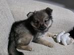 Pomerian pup(teef), Dieren en Toebehoren, Honden | Poolhonden, Keeshonden en Oertypen, Overige rassen, 8 tot 15 weken, Teef, Eén hond