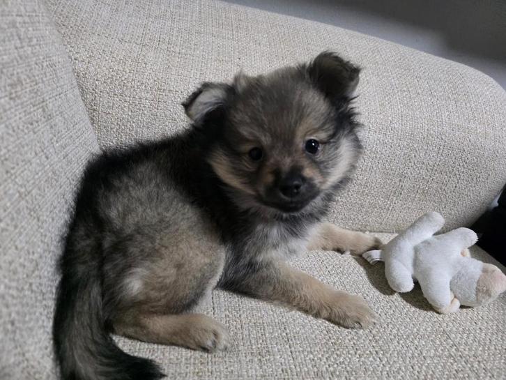 Pomerian pup(teef), Dieren en Toebehoren, Honden | Poolhonden, Keeshonden en Oertypen, Teef, Overige rassen, Particulier, Eén hond
