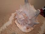 Grote decoratieve schelp – indrukwekkend exemplaar, Verzamelen, Mineralen en Fossielen, Ophalen, Fossiel
