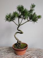 Pinus Sylvestris Bonsai, Ophalen of Verzenden, Bloeit niet, Overige soorten, Minder dan 100 cm