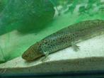 Axolotl, Dieren en Toebehoren, Slang