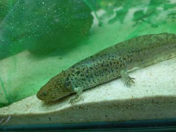 Axolotl  beschikbaar voor biedingen