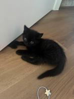 Gratis kittens, Dieren en Toebehoren, Katten en Kittens | Overige Katten, Kortharig, 0 tot 2 jaar