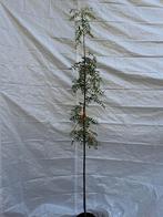 Sorbus arnoldiana 'schouten', Tuin en Terras, Planten | Bomen, Ophalen