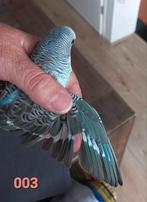 Jonge dubbelsplit blackface blackwing, Dieren en Toebehoren, Geslacht onbekend, Parkiet, Geringd