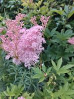 tuinplanten winterhard, Tuin en Terras, Planten | Tuinplanten, Ophalen