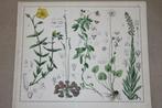 Antieke botanische kleurensteendruk - Oa. Zonnedauw 1862 !!, Ophalen of Verzenden