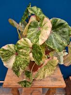 Begonia Rouge Variegata p13 (1)
