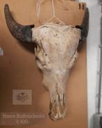 Buffelschedels / skull van eigen stoere (water)buffels, Huis en Inrichting, Woonaccessoires | Wanddecoraties, Ophalen of Verzenden