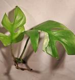 Tetrasperma Variegata/ Monstera Minima Variegata, Huis en Inrichting, Kamerplanten, Ophalen of Verzenden, Halfschaduw, Minder dan 100 cm