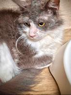 Prachtige langharige mix Grey zoekt een warm thuis 💕, Dieren en Toebehoren, Katten en Kittens | Raskatten | Langhaar, Poes, Gechipt