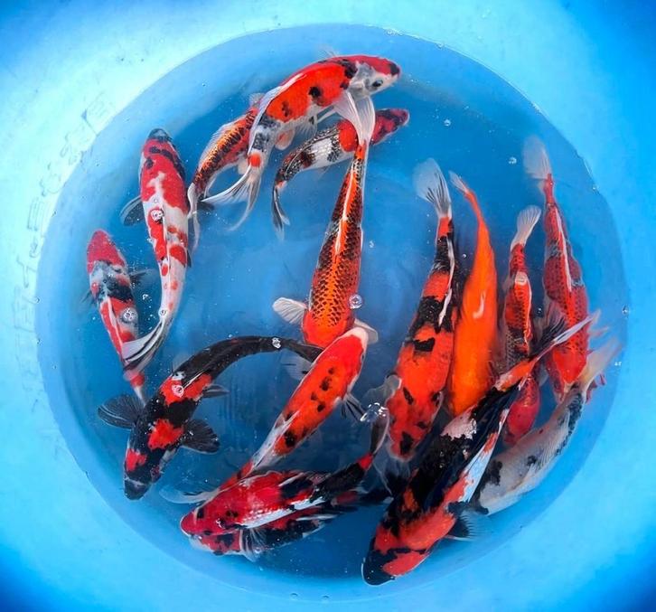Japankoi enorme keus in jonge japanse koi (eigen import), Dieren en Toebehoren, Vissen | Vijvervissen, Karper of Koi