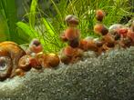 Kleine oranje posthoorn slakjes, Dieren en Toebehoren, Vissen | Aquariumvissen, Slak of Weekdier, Zoetwatervis