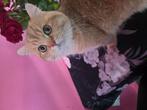 Golden shaded/brits langhaar kater, Dieren en Toebehoren, Katten en Kittens | Raskatten | Langhaar, Kater, 0 tot 2 jaar