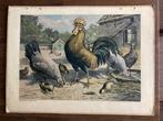 Schoolplaat De Hoenders/Les Poules, Ophalen of Verzenden