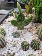 Cactussen, Hobby en Vrije tijd, Ophalen