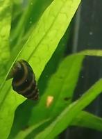 Slak etende slak, Dieren en Toebehoren, Slak of Weekdier, Zoetwatervis