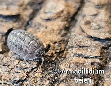 Armadillidium beieri  beschikbaar voor biedingen