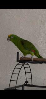 Papegaai Amazone, Dieren en Toebehoren, Vogels | Parkieten en Papegaaien, Mannelijk, Papegaai