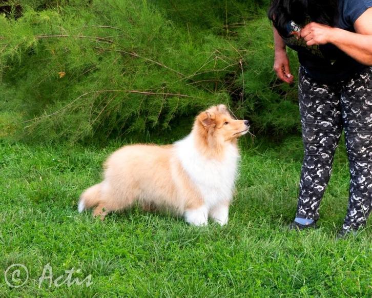 COLLIE Schotse pup FCI, Dieren en Toebehoren, Honden | Herdershonden en Veedrijvers, Reu, Collie, Fokker | Hobbymatig, Eén hond