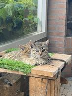Speelse tamme boerderij kittens te koop, Dieren en Toebehoren, Katten en Kittens | Overige Katten, Poes, Kortharig, 0 tot 2 jaar