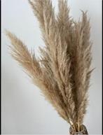 Pampas pluimen / pampas gras, Ophalen of Verzenden, Gebruikt